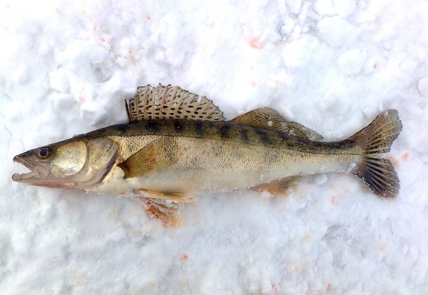 Habitats du sandre d'hiver