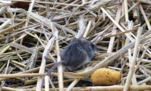 Souris en paille avec pommes de terre