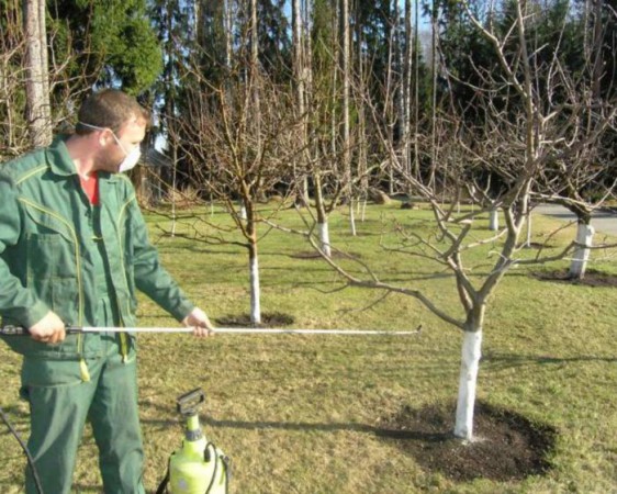 Traitement des pêchers au printemps contre les maladies et les ravageurs