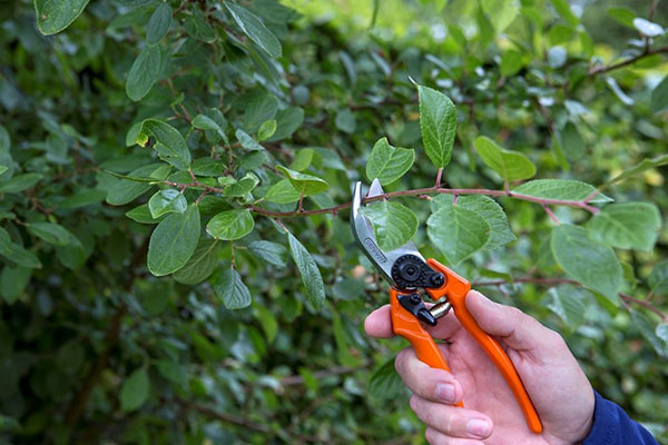 Taille des prunes en été