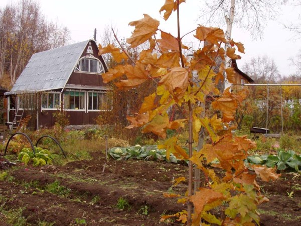 Taille des prunes en automne