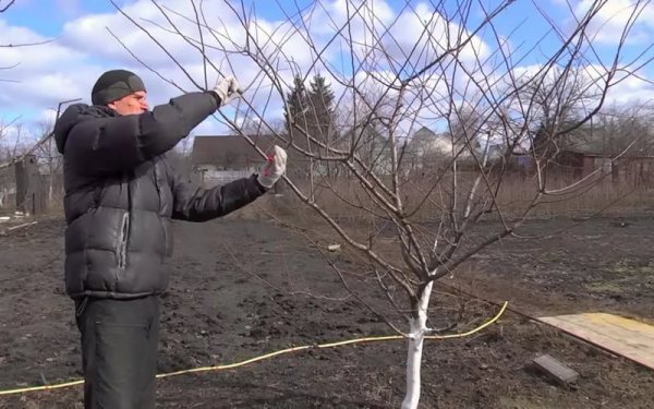 Taille des prunes au printemps