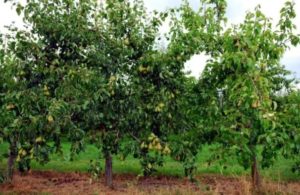 Caractéristiques de la greffe de poire au printemps