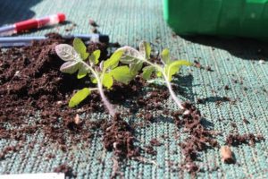 Decapado de plántulas de tomate