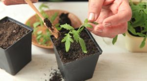 Cueillir les plants de tomates avec un bâton en bois