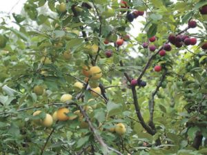 Prune greffée en fructification