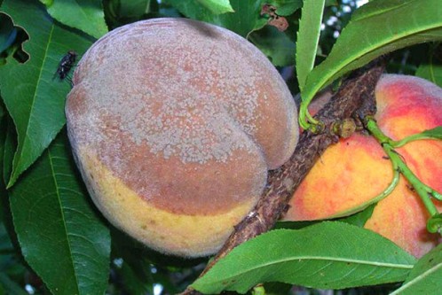 Pourriture des fruits de la pêche