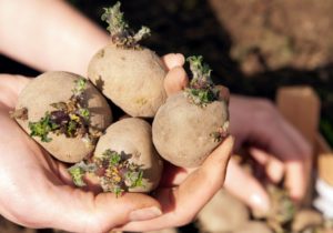 Préparation des tubercules de pomme de terre pour la plantation en sacs