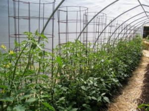 Tomates jarretière sur un cadre en métal