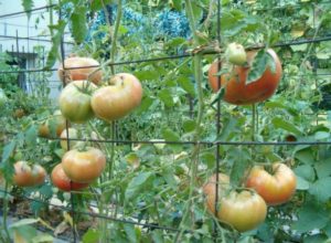 Tomates jarretelles sur une grille