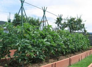 Tomates jarretière à une pyramide ou wigwam