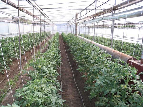 Tomates jarretière sur des treillis verticaux dans la serre