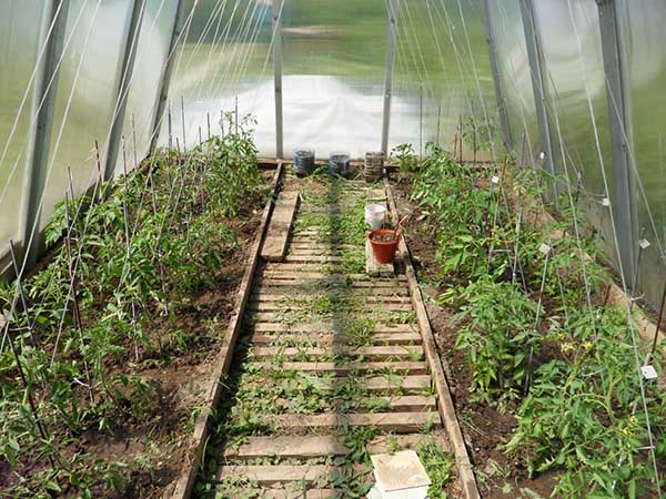 Tomates jarretière dans la serre