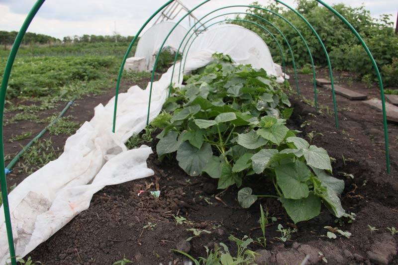 Arroser les concombres dans la serre et en plein champ