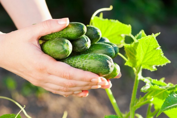 Arroser les concombres pendant la fructification