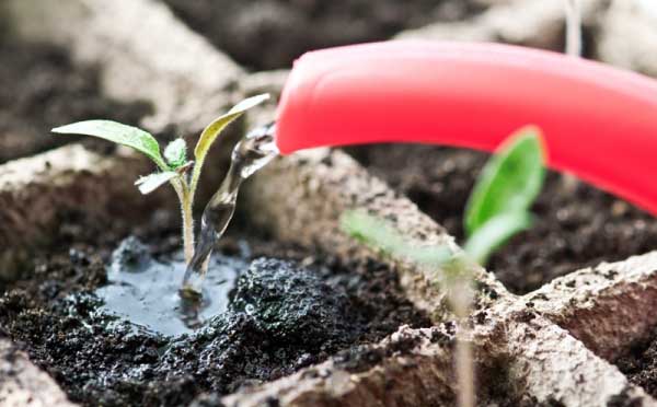 Arrosage des plants de tomates