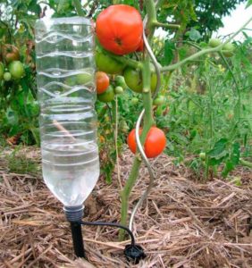 Arroser les tomates avec des bouteilles