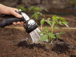 Arroser les tomates pendant la croissance