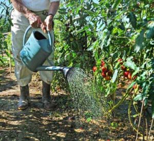 Arroser les tomates hautes