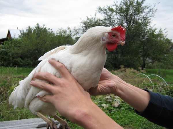 Instructions étape par étape pour couper les ailes chez les poulets