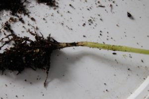 Raisons de l'apparition d'une jambe noire dans les plants de tomates