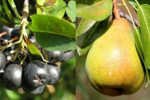 Vaccination d'aronia