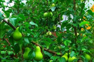 Greffe de poire sur un pommier