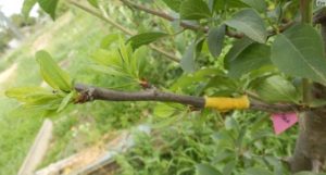 Greffe de prune au printemps, en été et en automne