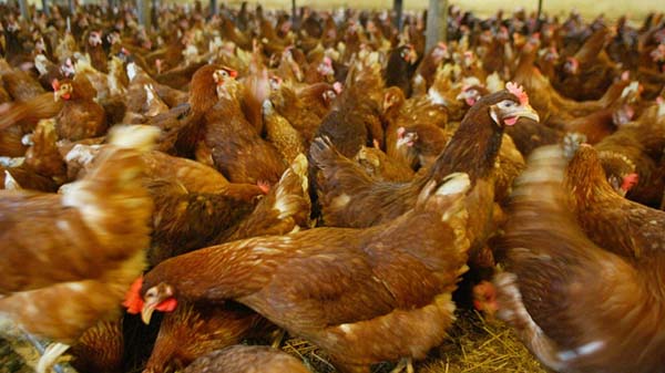 Prévention des maladies du système musculo-squelettique chez les poulets