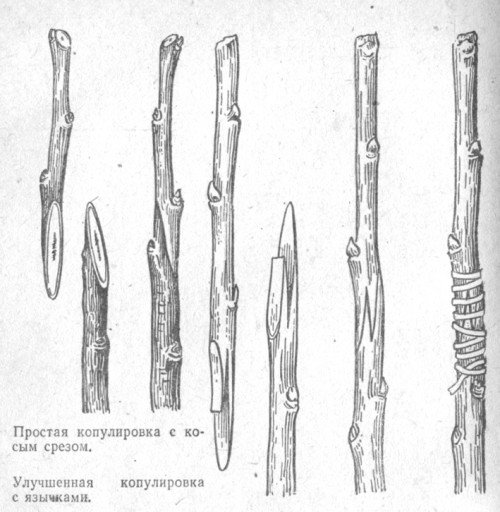 Copulation simple et améliorée de l'abricot