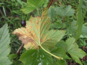 Rouille colonnaire