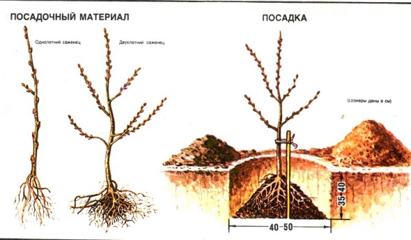 Programme de plantation d'argousier