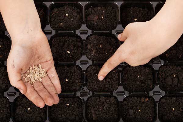 Schéma de plantation de graines de tomates pour les semis