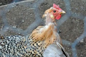 Combien de temps cela prend-il et est-il possible d'accélérer la mue des poulets