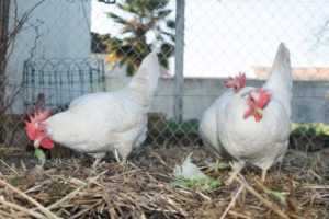 Combien de poulets Leghorn se précipitent