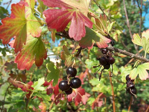 Groseille en automne