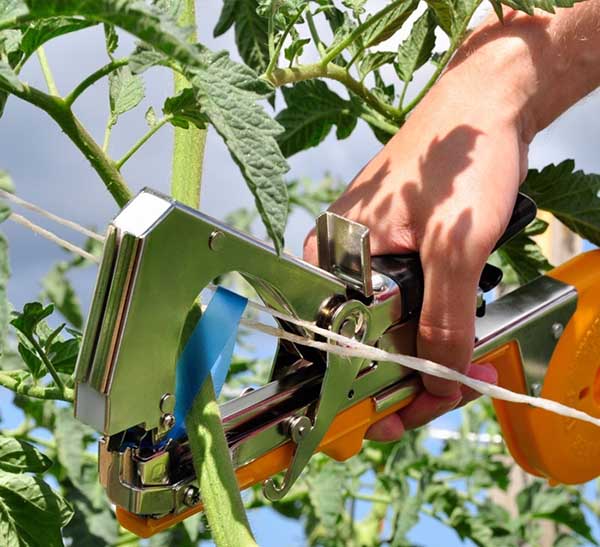 Outil spécial pour les jarretières de tomates