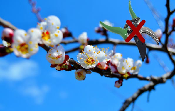 Moment de la taille de l'abricot au printemps