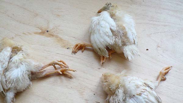 Les poulets tombent sur leurs pieds