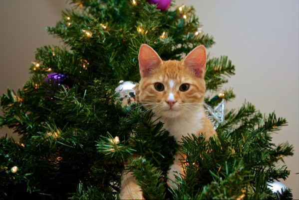 Décorer un arbre de Noël pour le nouvel an dans un style classique