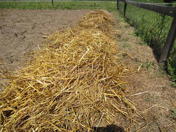 Couvrir les pommes de terre de paille