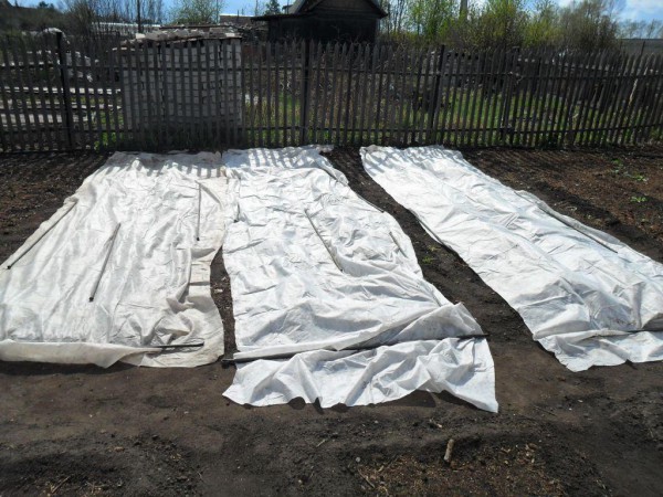 Abritez les carottes après la plantation au printemps