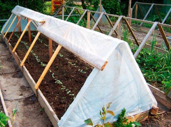 Abri pour les concombres après la plantation en pleine terre