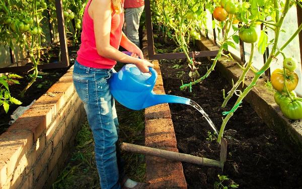 L'importance d'arroser correctement les tomates