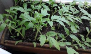 La segunda selección de plántulas de tomate.