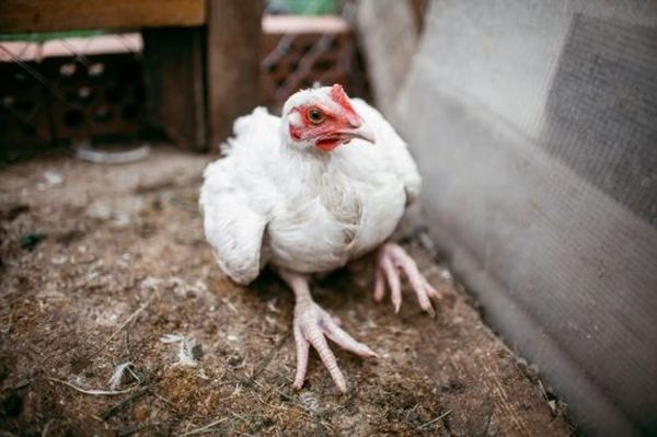 Les poulets adultes tombent sur leurs pieds