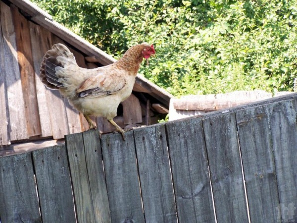 Pourquoi couper les ailes de poulet