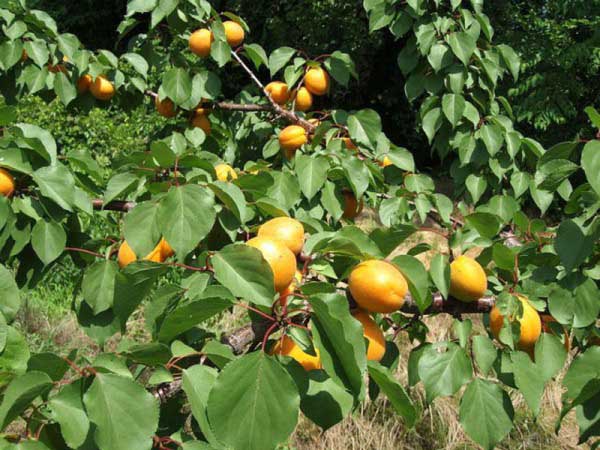 Pourquoi planter un abricot