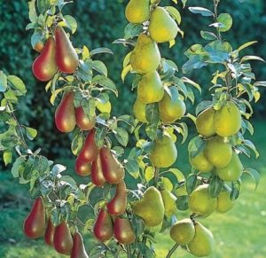 Pourquoi planter une poire