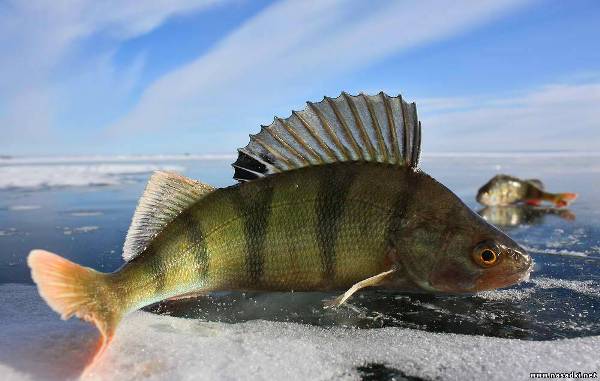 Perche d'hiver sur un gabarit